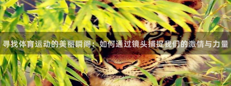 betway西汉姆联官网：寻找体育运动的美丽瞬间：如何通过镜头捕捉我们的激情与力量